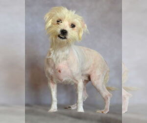 Maltese Dogs for adoption in Holly Springs, NC, USA