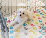 Small #1 Maltipoo (Toy)