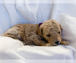 Small Photo #9 Goldendoodle-Poodle (Toy) Mix Puppy For Sale in LOGAN, UT, USA