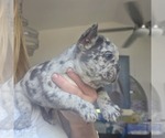 Small #1 French Bulldog