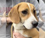 Small #6 Beagle