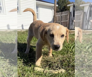 Hawaii : Hanalei - Female Labrador Retriever-Unknown Mix Dog for Adoption - Photo #2