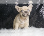 Small Photo #2 French Bulldog Puppy For Sale in WARSAW, IN, USA