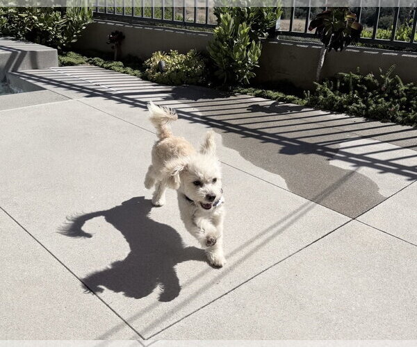 Medium Photo #4 Poodle (Miniature)-Unknown Mix Puppy For Sale in Corona, CA, USA