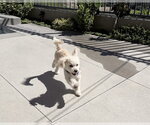 Small #3 Poodle (Miniature) Mix
