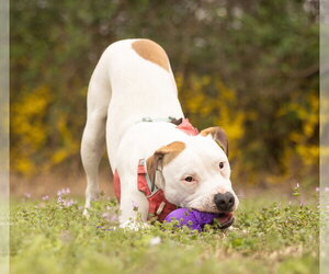 Apricot - Male American Pit Bull Terrier-Unknown Mix Dog for Adoption - Photo #3