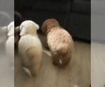 Small #2 Poodle (Miniature)