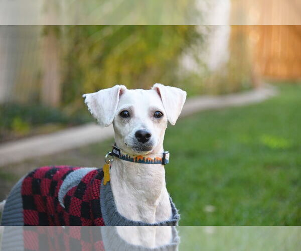 Medium Photo #4 Mutt Puppy For Sale in Sandy, UT, USA