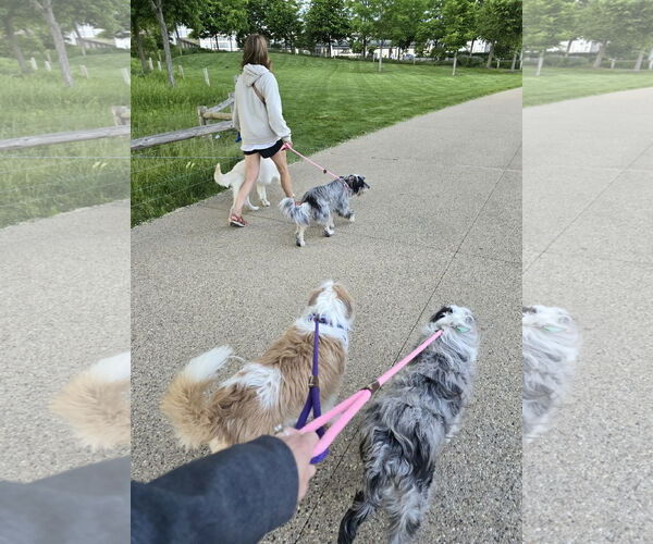 Medium Photo #4 Australian Shepherd Puppy For Sale in Columbus, IN, USA