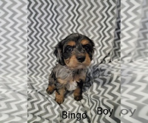Cavapoo Puppy for sale in HENDERSON, NV, USA