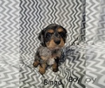 Image preview for Ad Listing. Nickname: BINGO