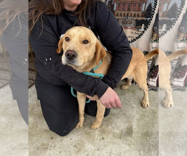 Medium Photo #4 Labrador Retriever-Unknown Mix Puppy For Sale in Columbus, IN, USA