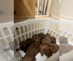 Small Photo #8 Chiweenie Puppy For Sale in PURCELLVILLE, VA, USA