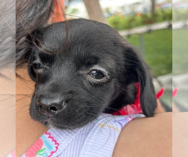 Medium Photo #1 Chihuahua-Unknown Mix Puppy For Sale in El Centro, CA, USA