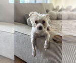 Small Mutt