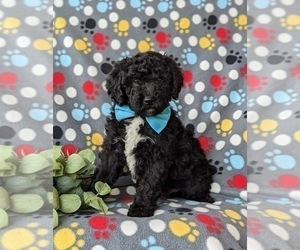 Poodle (Miniature)-Sheepadoodle Mix Puppy for sale in GLEN ROCK, PA, USA