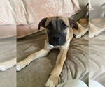 Small #2 Boxer Mix