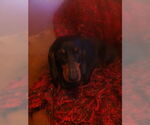 Small #10 Dachshund
