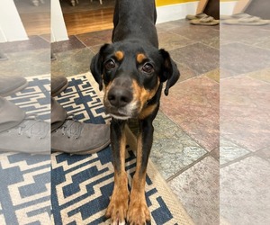 Lady - Female Australian Kelpie-Coonhound Mix Dog for Adoption - Photo #3