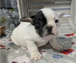 Small #1 French Bulldog