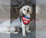 Small #4 Maltese Mix