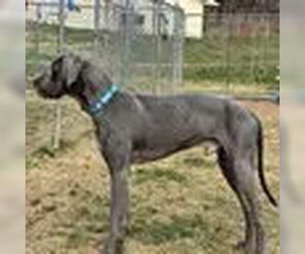 Medium Photo #1 Great Dane Puppy For Sale in Bristol, CT, USA