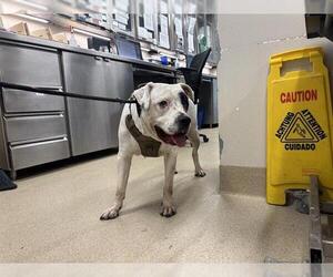 American Staffordshire Terrier-Unknown Mix Dogs for adoption in Grand Prairie, TX, USA