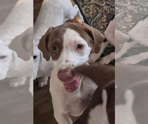 English Springer Spaniel-Pointer Mix Dogs for adoption in Aurora, IN, USA