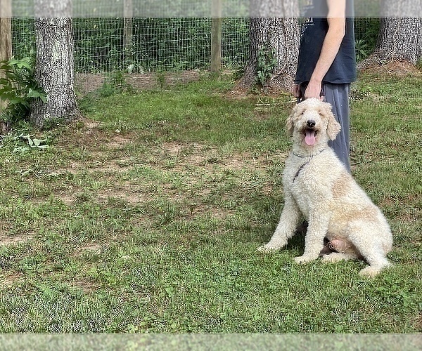 Medium Photo #1 Poodle (Standard) Puppy For Sale in NEOLA, WV, USA