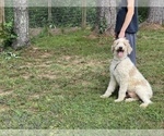 Small Photo #1 Poodle (Standard) Puppy For Sale in NEOLA, WV, USA