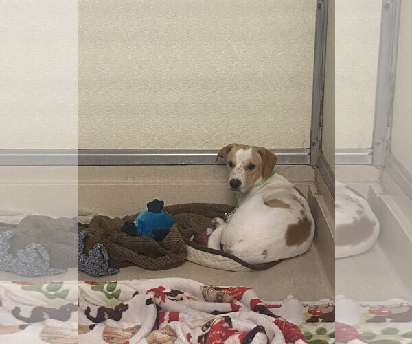 Medium Photo #5 Toy Rat Doxie Puppy For Sale in Sanford, FL, USA
