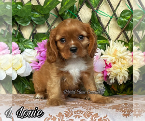 Cavalier King Charles Spaniel Puppy for sale in MIAMI, FL, USA