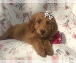 Small Photo #1 Goldendoodle-Poodle (Miniature) Mix Puppy For Sale in LAKELAND, FL, USA