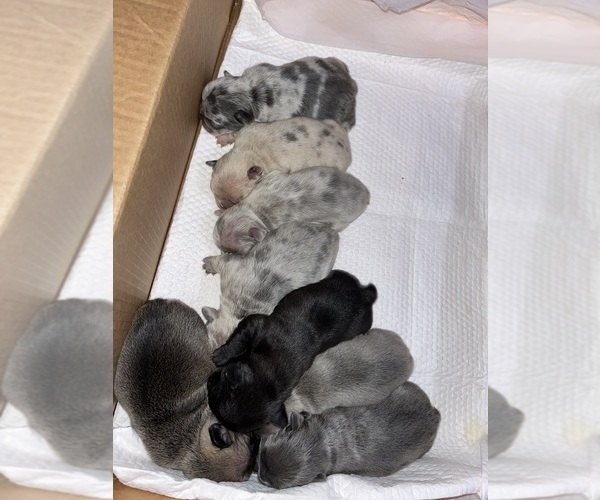 Medium Photo #3 French Bulldog Puppy For Sale in NEW BEDFORD, MA, USA