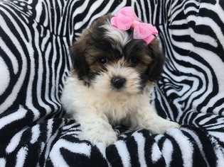 Zuchon Puppy for sale in EPHRATA, PA, USA