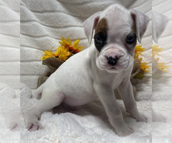 Medium Photo #8 Boxer Puppy For Sale in PAWNEE CITY, NE, USA