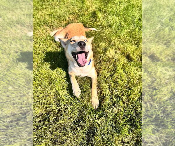 Medium Photo #1 Siberian Husky-Unknown Mix Puppy For Sale in New London, WI, USA