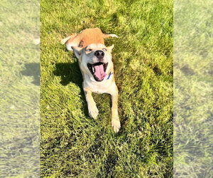 Siberian Husky-Unknown Mix Dogs for adoption in New London, WI, USA