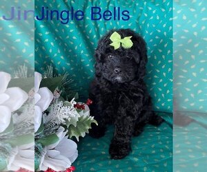 Maltipoo Puppy for sale in BELDING, MI, USA
