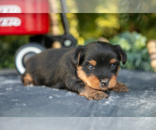 Medium Photo #1 Yorkshire Terrier Puppy For Sale in KIRKWOOD, PA, USA