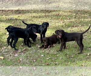 Marshall - Male Labrador Retriever-Miniature Pinscher Mix Dog for Adoption - Photo #2