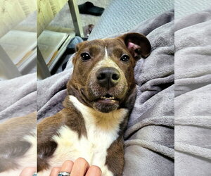 Zable - Male American Pit Bull Terrier-Unknown Mix Dog for Adoption - Photo #7