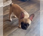 Small #7 French Bulldog