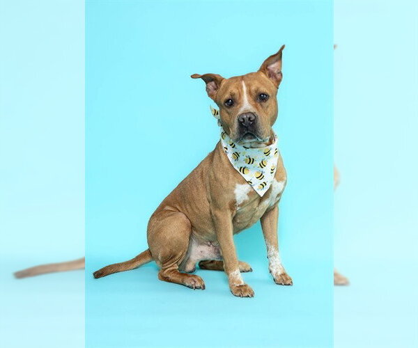 Medium Photo #2 American Staffordshire Terrier Puppy For Sale in Fort Lauderdale, FL, USA