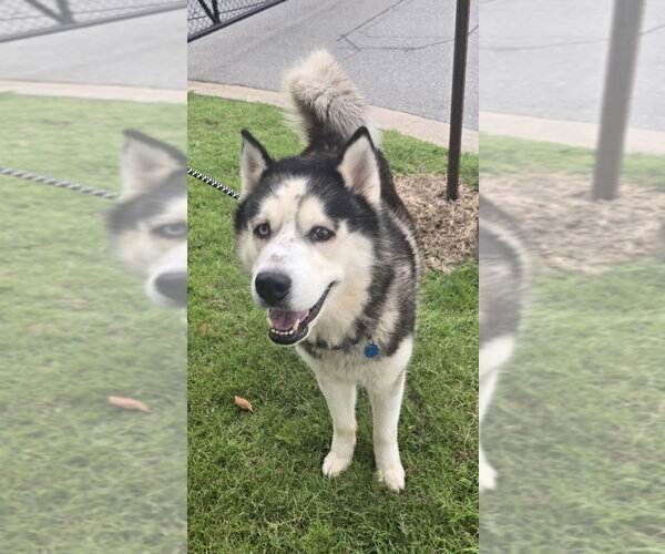 Medium Photo #1 Alaskan Malamute Puppy For Sale in Glen Allen, VA, USA
