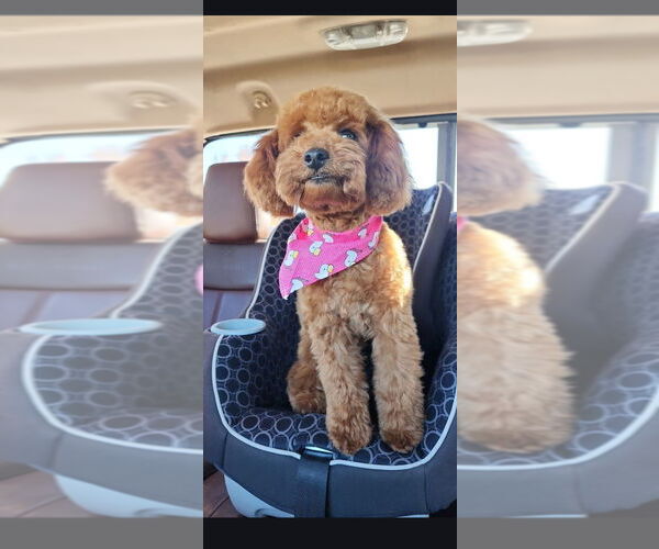 Medium Photo #1 Goldendoodle (Miniature) Puppy For Sale in ROSEVILLE, CA, USA
