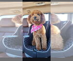 Small Photo #1 Goldendoodle (Miniature) Puppy For Sale in ROSEVILLE, CA, USA