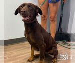 Small #1 Colonial Cocker Spaniel Mix