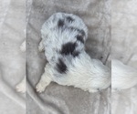 Small Photo #68 Border Collie Puppy For Sale in MOSIER, OR, USA