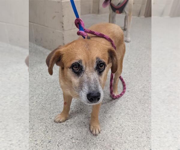 Medium Photo #1 Labrador Retriever-Unknown Mix Puppy For Sale in Conroe, TX, USA